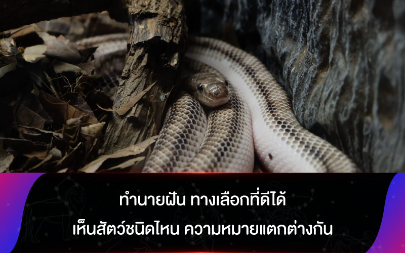 ทำนายฝัน ทางเลือกที่ดีได้ เห็นสัตว์ชนิดไหน ความหมายแตกต่างกัน