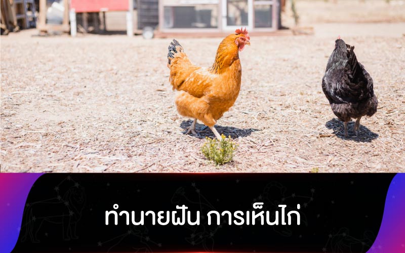 ทำนายฝัน การเห็นไก่ และความหมาย ที่แท้จริง ที่คุณควรรู้