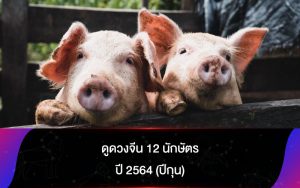 ดูดวงจีน 12 นักษัตร ปี 2564 (ปีกุน)
