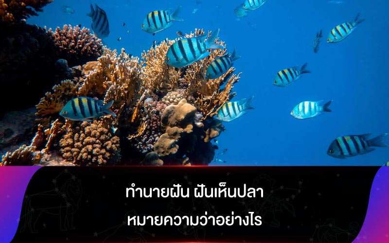 ทำนายฝัน ฝันเห็นปลา หมายความว่าอย่างไร