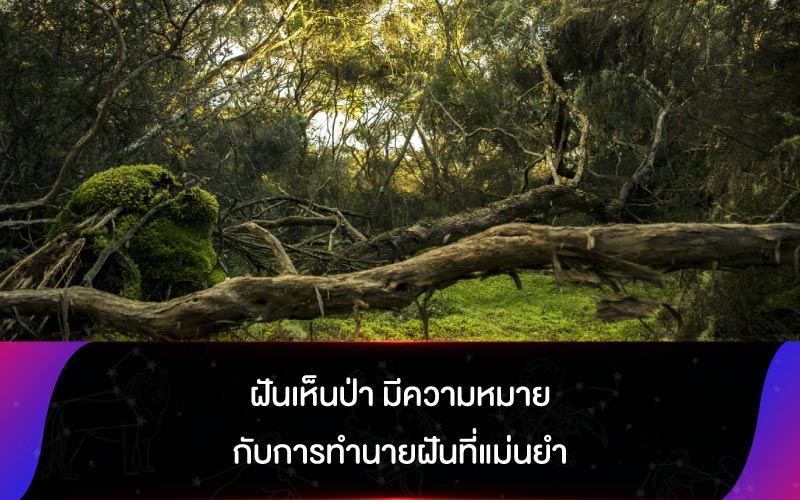 ฝันเห็นป่า มีความหมายกับการทำนายฝันที่แม่นยำ