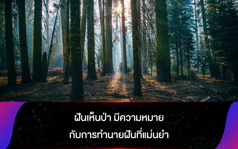 ฝันเห็นป่า มีความหมายกับการทำนายฝันที่แม่นยำ