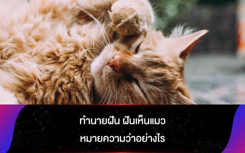 ทำนายฝัน ฝันเห็นแมว หมายความว่าอย่างไร