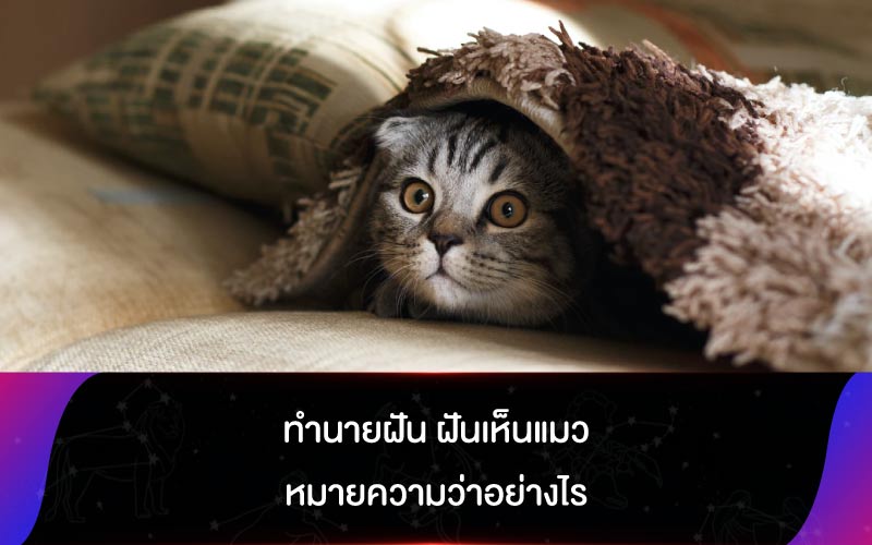 ทำนายฝัน ฝันเห็นแมว หมายความว่าอย่างไร